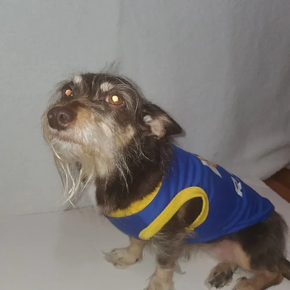 Silver Paw Los Angeles Rams Doggie T Shirt Jersey Size Medium